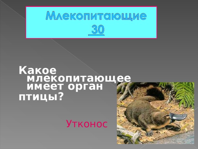  Какое млекопитающее имеет орган птицы? Утконос 