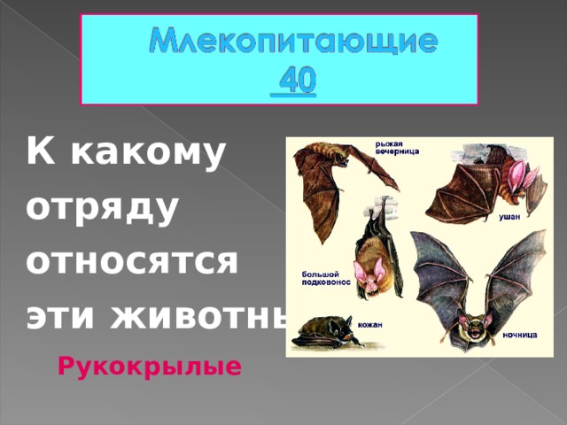 К какому отряду относятся эти животные? Рукокрылые 