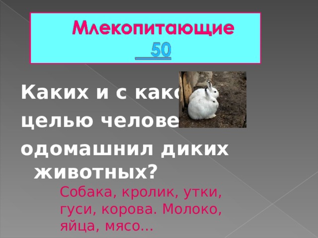 Каких и с какой целью человек одомашнил диких животных? Собака, кролик, утки, гуси, корова. Молоко, яйца, мясо… 