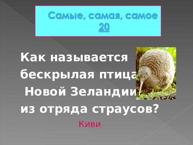 Как называется бескрылая птица  Новой Зеландии из отряда страусов? Киви 
