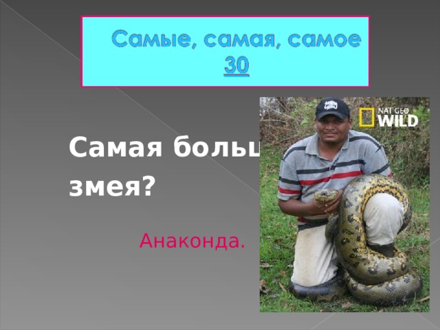 Самая большая змея? Анаконда. 