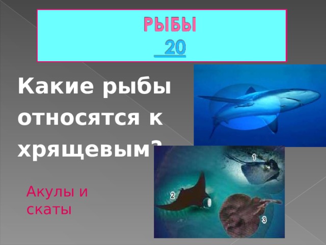 Какие рыбы относятся к хрящевым? Акулы и скаты 