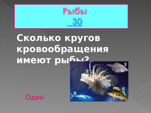  Сколько кругов кровообращения имеют рыбы? Один 
