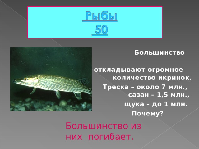   Большинство рыб  откладывают огромное количество икринок.  Треска – около 7 млн., сазан – 1,5 млн., щука – до 1 млн.  Почему? Большинство из них погибает. 