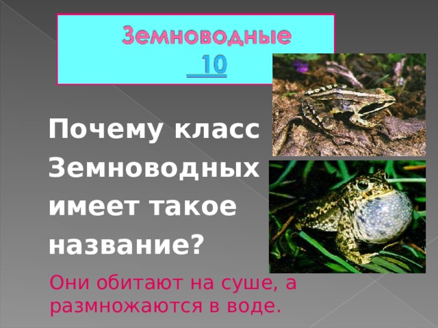 Почему класс Земноводных имеет такое название? Они обитают на суше, а размножаются в воде. 