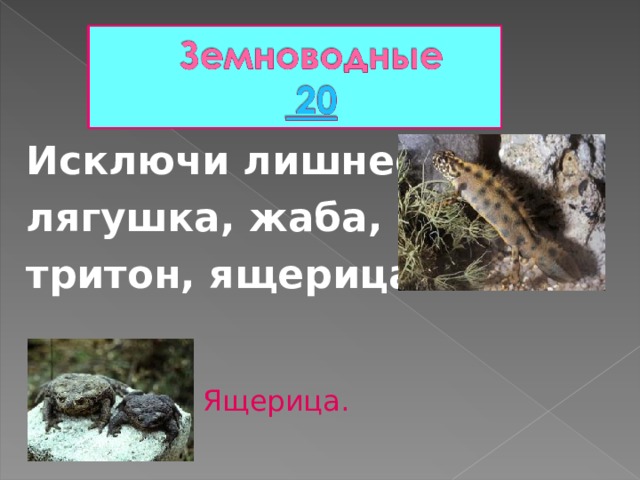 Исключи лишнее: лягушка, жаба, тритон, ящерица. Ящерица. 