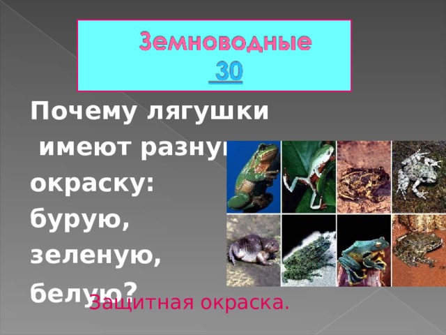 Почему лягушки  имеют разную окраску: бурую, зеленую, белую ? Защитная окраска. 