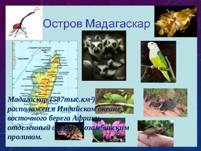 Мадагаскар (587тыс.км²) – расположен в Индийском океане, у восточного берега Африки, отделённый от неё Мозамбикским проливом.  