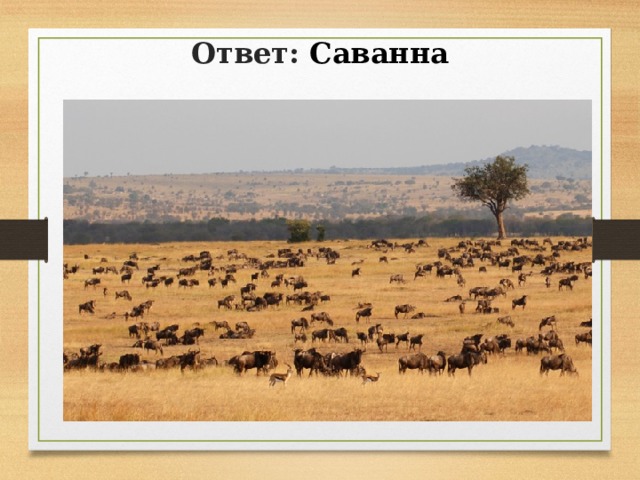 Ответ: Саванна 