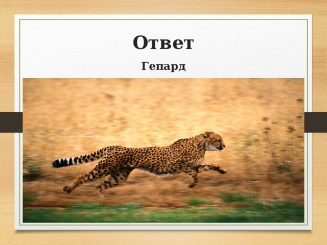Ответ Гепард 