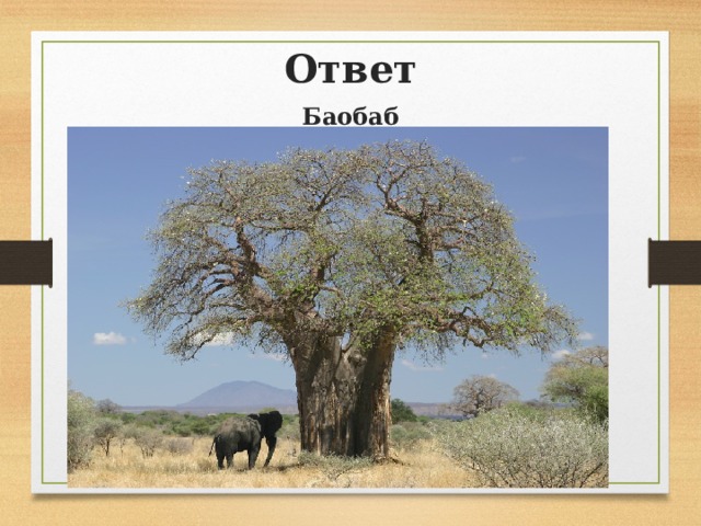 Ответ Баобаб 