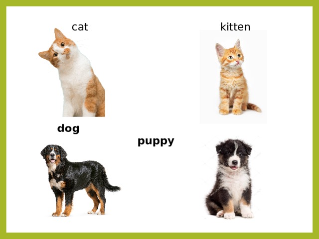 cat kitten dog puppy 