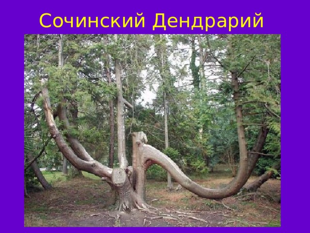 Сочинский Дендрарий 