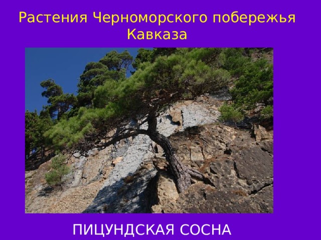 Растения Черноморского побережья Кавказа ПИЦУНДСКАЯ СОСНА 
