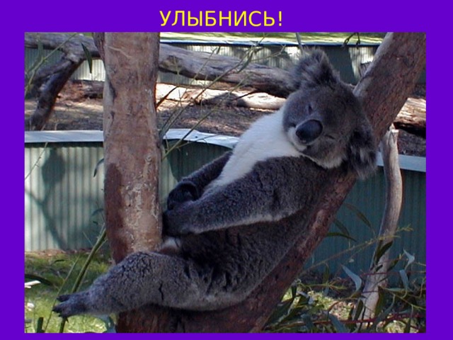 УЛЫБНИСЬ! КОАЛА 