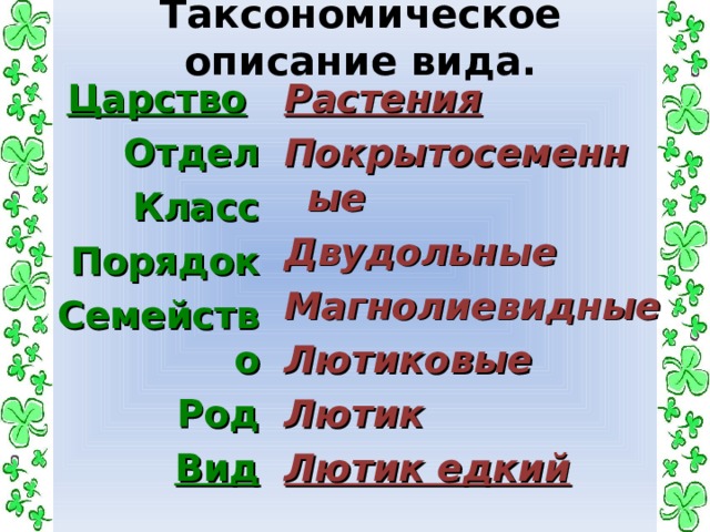 Таксономическое описание вида. Царство  Отдел Класс Порядок Семейство Род Вид  Растения Покрытосеменные Двудольные Магнолиевидные Лютиковые Лютик Лютик едкий 