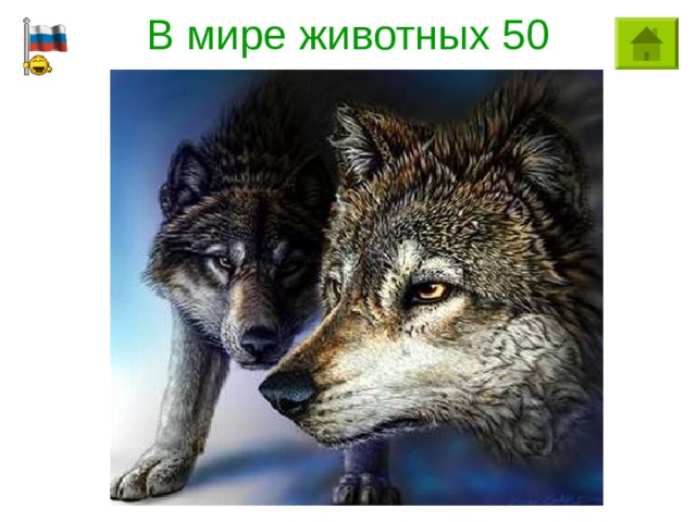 В мире животных 50 