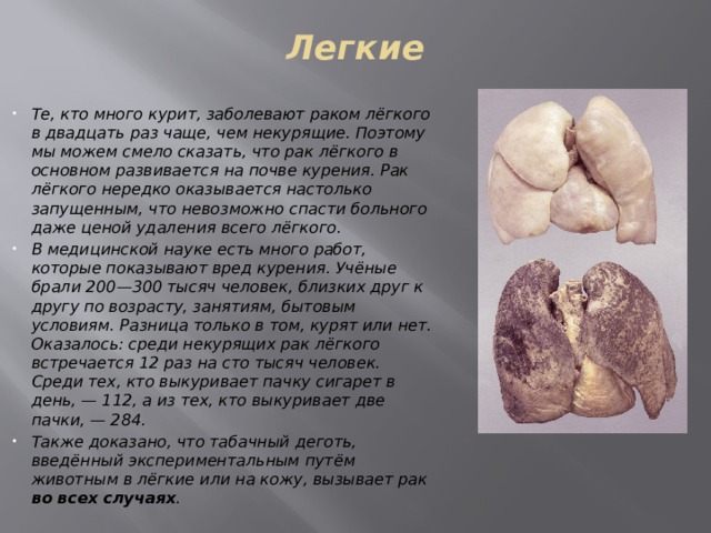 Легкие   Те, кто много курит, заболевают раком лёгкого в двадцать раз чаще, чем некурящие. Поэтому мы можем смело сказать, что рак лёгкого в основном развивается на почве курения. Рак лёгкого нередко оказывается настолько запущенным, что невозможно спасти больного даже ценой удаления всего лёгкого. В медицинской науке есть много работ, которые показывают вред курения. Учёные брали 200—300 тысяч человек, близких друг к другу по возрасту, занятиям, бытовым условиям. Разница только в том, курят или нет. Оказалось: среди некурящих рак лёгкого встречается 12 раз на сто тысяч человек. Среди тех, кто выкуривает пачку сигарет в день, — 112, а из тех, кто выкуривает две пачки, — 284. Также доказано, что табачный деготь, введённый экспериментальным путём животным в лёгкие или на кожу, вызывает рак во всех случаях . 
