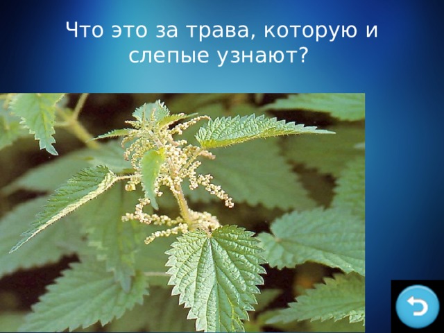 Что это за трава, которую и слепые узнают? 