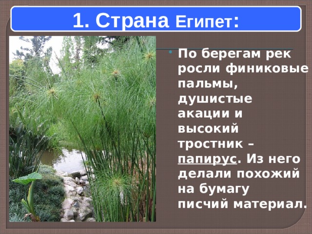 1. Страна Египет : По берегам рек росли финиковые пальмы, душистые акации и высокий тростник – папирус . Из него делали похожий на бумагу писчий материал. 