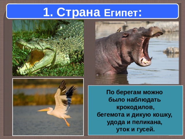 1. Страна Египет : По берегам можно было наблюдать крокодилов, бегемота и дикую кошку, удода и пеликана, уток и гусей. 