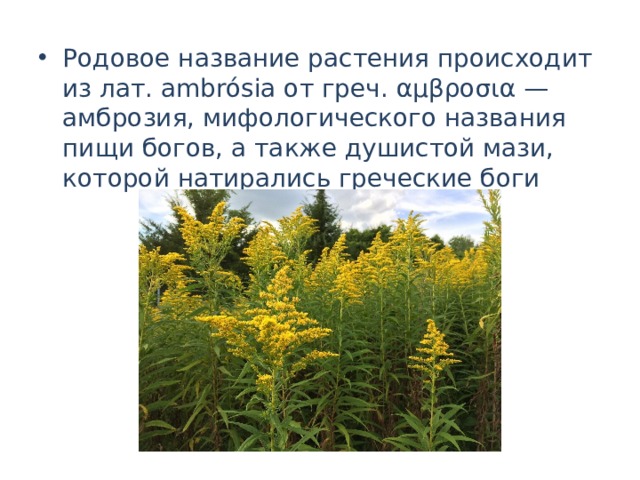 Родовое название растения происходит из лат. ambrósia от греч. αμβροσια — амброзия, мифологического названия пищи богов, а также душистой мази, которой натирались греческие боги 