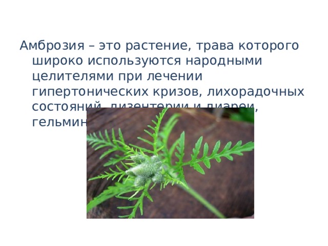 Амброзия – это растение, трава которого широко используются народными целителями при лечении гипертонических кризов, лихорадочных состояний, дизентерии и диареи, гельминтозов 