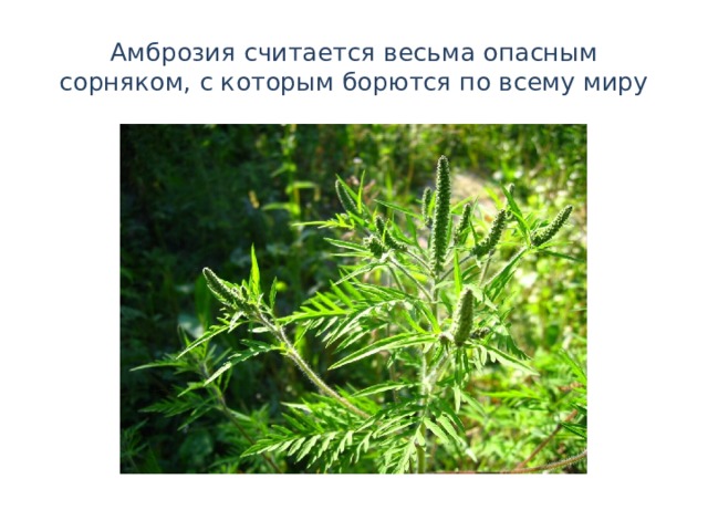 Амброзия считается весьма опасным сорняком, с которым борются по всему миру 