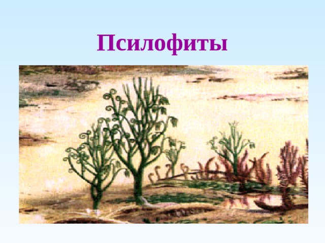 Псилофиты 