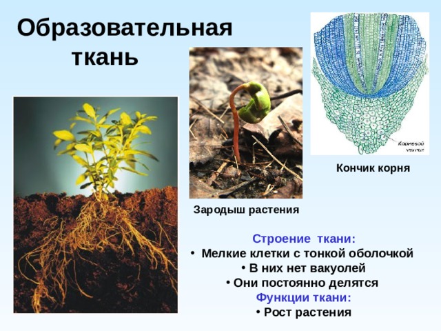 Образовательная  ткань Кончик корня Зародыш растения Строение ткани:  Мелкие клетки с тонкой оболочкой  В них нет вакуолей  Они постоянно делятся  Функции ткани:  Рост растения 