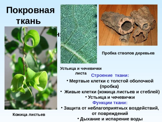 Покровная  ткань Кончик корня Пробка стволов деревьев Устьица и чечевички листа Строение ткани:  Мертвые клетки с толстой оболочкой (пробка)  Живые клетки (кожица листьев и стеблей)  Устьица и чечевички Функции ткани:  Защита от неблагоприятных воздействий, от повреждений  Дыхание и испарение воды Кожица листьев 