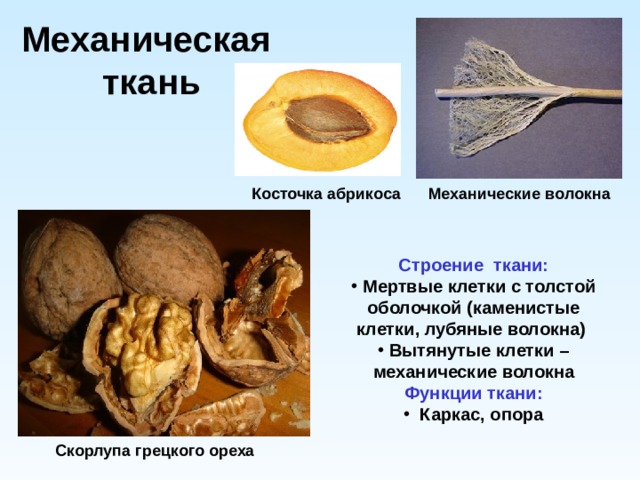 Механическая  ткань Косточка абрикоса Механические волокна Строение ткани:  Мертвые клетки с толстой оболочкой (каменистые клетки, лубяные волокна)  Вытянутые клетки – механические волокна Функции ткани:  Каркас, опора Скорлупа грецкого ореха 