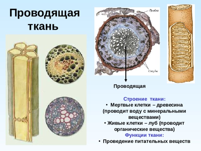 Проводящая  ткань Проводящая  Строение ткани:  Мертвые клетки – древесина (проводит воду с минеральными веществами)  Живые клетки – луб (проводит органические вещества) Функции ткани:  Проведение питательных веществ 