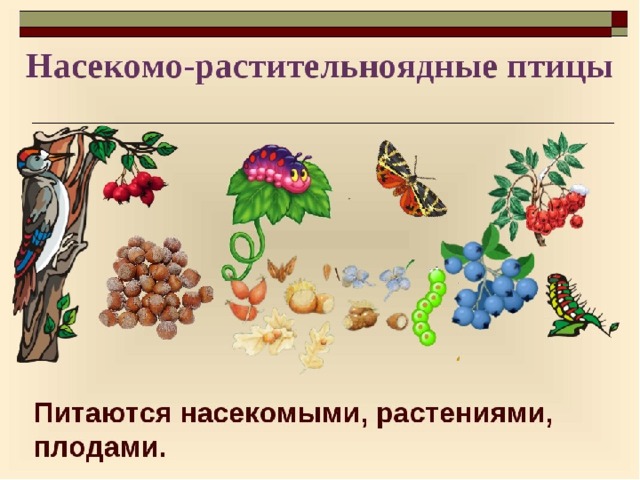 НАСЕКОМО-РАСТИТЕЛЬНОЯДНЫЕ   