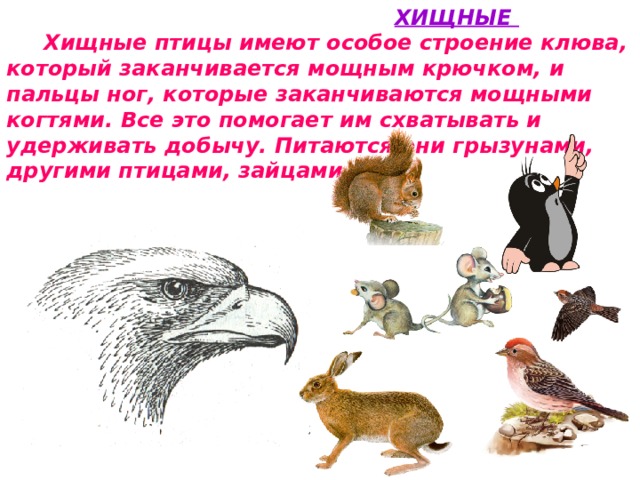  ХИЩНЫЕ  Хищные птицы имеют особое строение клюва, который заканчивается мощным крючком, и пальцы ног, которые заканчиваются мощными когтями. Все это помогает им схватывать и удерживать добычу. Питаются они грызунами, другими птицами, зайцами и др. 