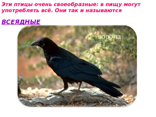 Эти птицы очень своеобразные: в пищу могут употреблять всё. Они так и называются  ВСЕЯДНЫЕ ворона 