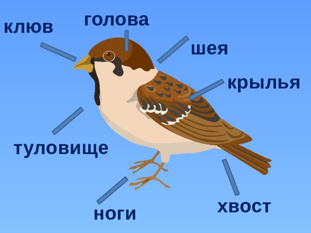 голова клюв шея крылья туловище хвост ноги 