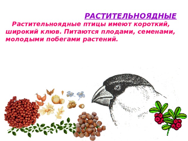    РАСТИТЕЛЬНОЯДНЫЕ  Растительноядные птицы имеют короткий, широкий клюв. Питаются плодами, семенами, молодыми побегами растений. 