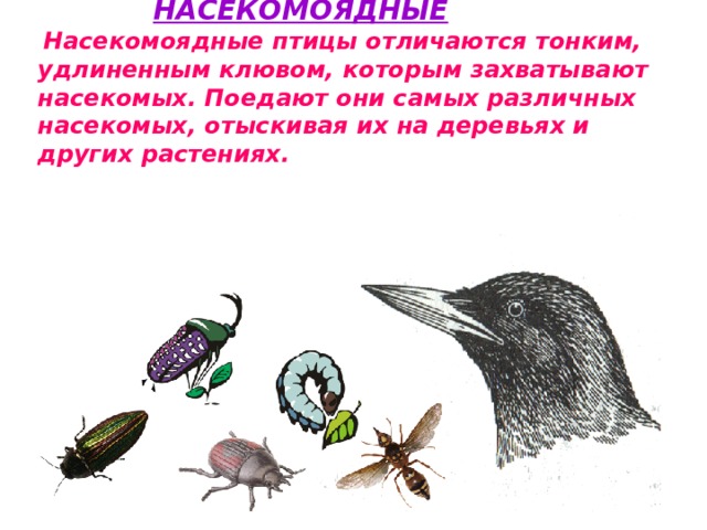   НАСЕКОМОЯДНЫЕ  Насекомоядные птицы отличаются тонким, удлиненным клювом, которым захватывают насекомых. Поедают они самых различных насекомых, отыскивая их на деревьях и других растениях. 