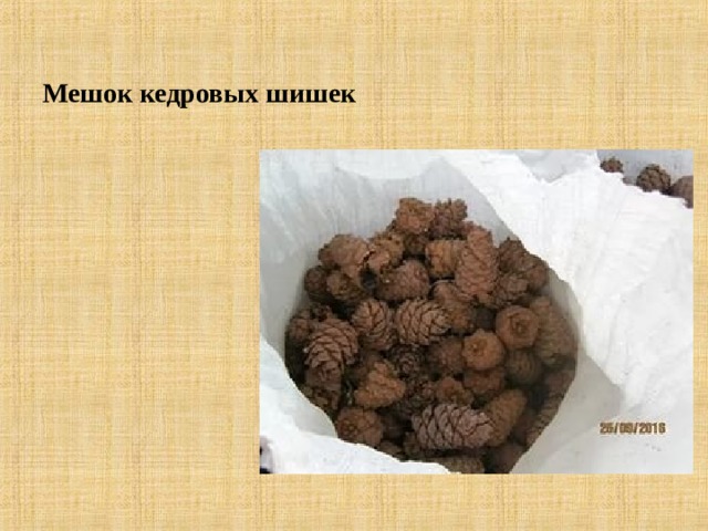 Мешок кедровых шишек  