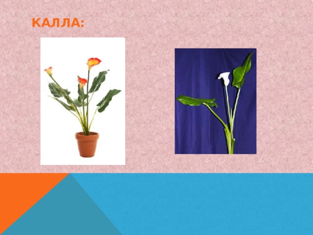 КАЛЛА: 