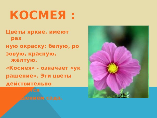 КОСМЕЯ : Цветы яркие, имеют раз ную окраску: белую, ро зовую, красную, жёлтую. «Космея» - означает «ук рашение». Эти цветы действительно являются украшением сада. 