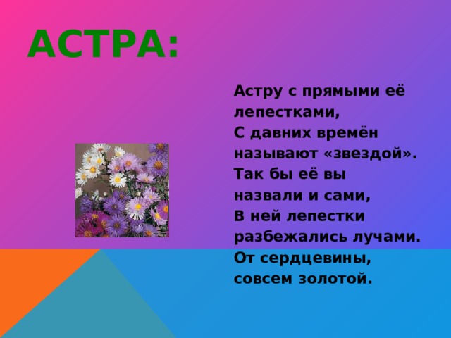 АСТРА: Астру с прямыми её лепестками, С давних времён называют «звездой». Так бы её вы назвали и сами, В ней лепестки разбежались лучами. От сердцевины, совсем золотой. 