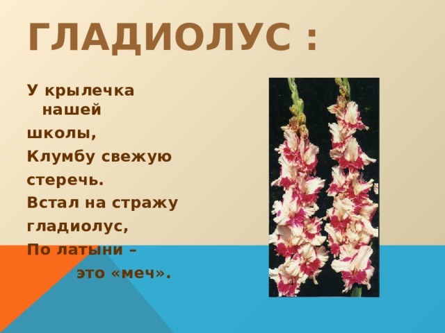 ГЛАДИОЛУС : У крылечка нашей школы, Клумбу свежую стеречь. Встал на стражу гладиолус, По латыни –  это «меч». 