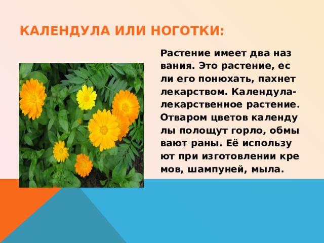 КАЛЕНДУЛА ИЛИ НОГОТКИ: Растение имеет два наз вания. Это растение, ес ли его понюхать, пахнет лекарством. Календула- лекарственное растение. Отваром цветов календу лы полощут горло, обмы вают  раны. Её использу ют при изготовлении кре мов, шампуней, мыла. 