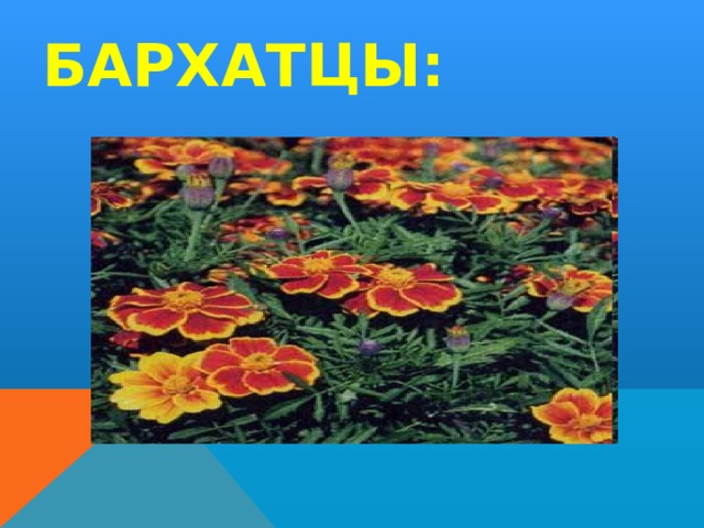 БАРХАТЦЫ: 