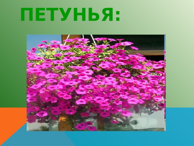 ПЕТУНЬЯ: 