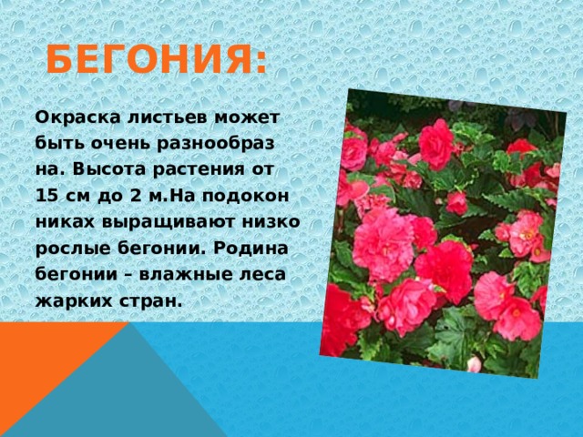 БЕГОНИЯ: Окраска листьев может быть очень разнообраз на. Высота растения от 15 см до 2 м.На подокон никах выращивают низко рослые бегонии. Родина бегонии – влажные леса жарких стран. 