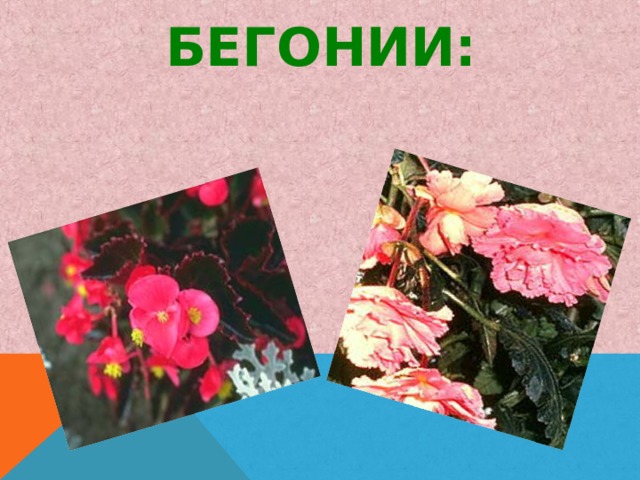 БЕГОНИИ: 