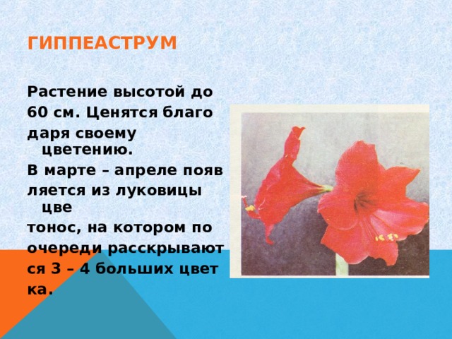 ГИППЕАСТРУМ Растение высотой до 60 см. Ценятся благо даря своему цветению. В марте – апреле появ ляется из луковицы цве тонос, на котором по очереди расскрывают ся 3 – 4 больших цвет ка. 